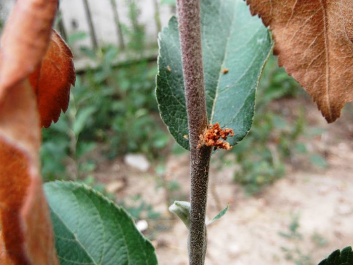 sfrederitorul ramurilor; intrare in mugur
