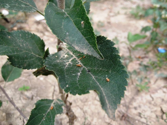 sfrederitorul ramurilor; rumegus pe frunza
