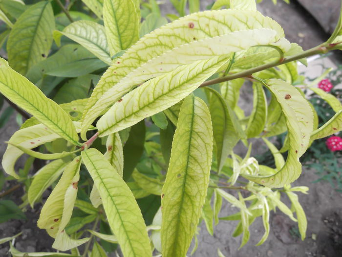 cloroza piersic, molia vargata si ciuruirea bacteriana; la piersic
