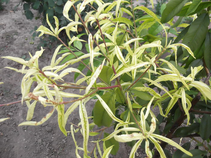 cloroza piersic, molia vargata si ciuruirea bacteriana