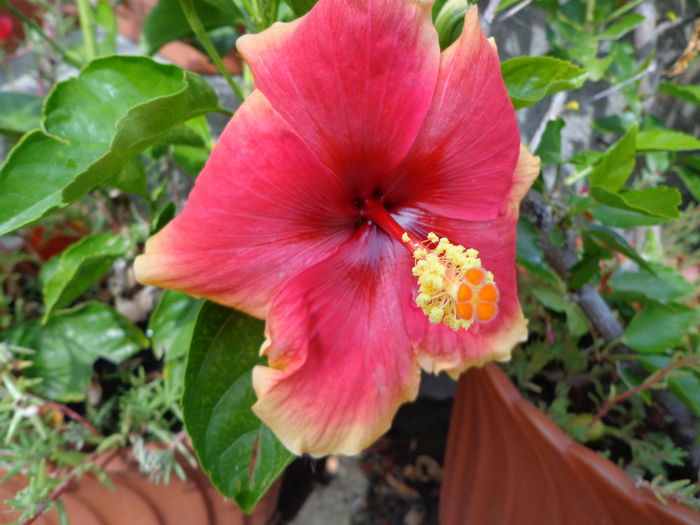 004 - Hibiscus 2014