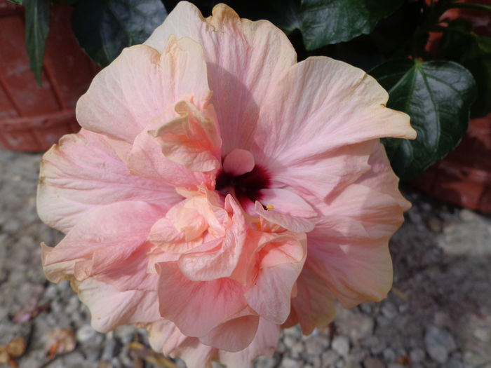 005 - Hibiscus 2014