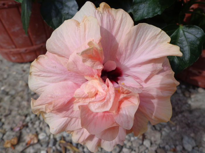 006 - Hibiscus 2014