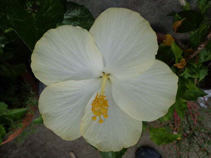 039 - Hibiscus 2014