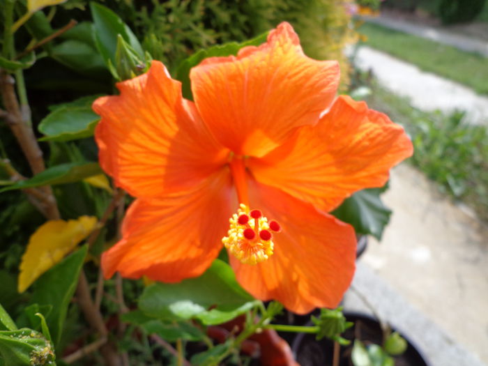 010 - Hibiscus 2014