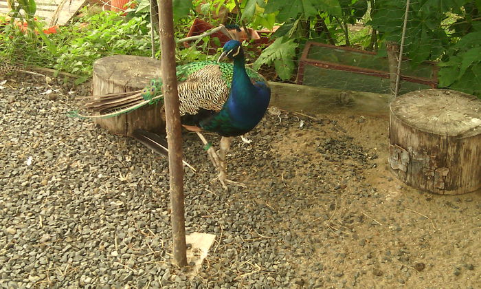 tata - PAUNI INDIA BLUE