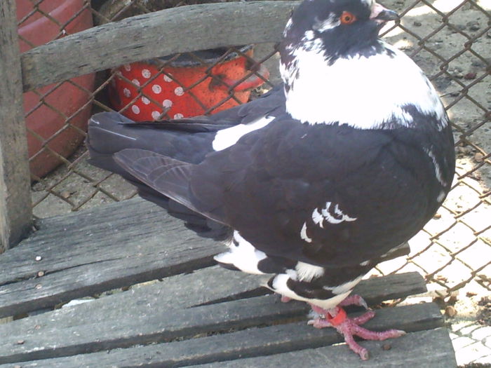 F 2010 - kingi