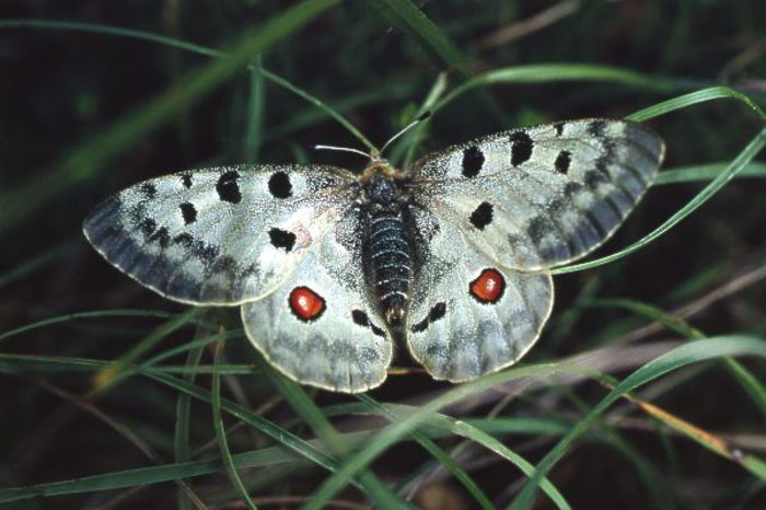 Parnassius apollo