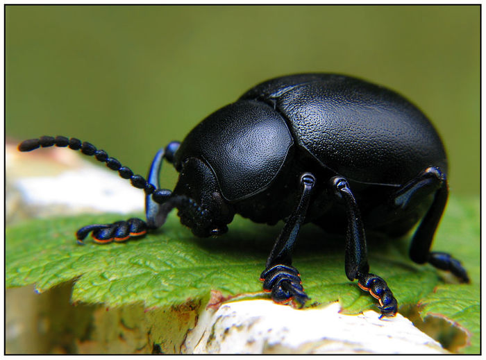 Timarcha tenebricosa