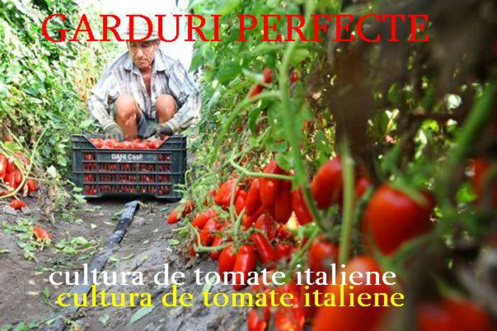 dellacroce-sauce - rosi - gard - protectie proprietate; foarte receptive la apa tomatele pot creste cit un copac - dind productii imense la hectar-
https://www.youtube.com/watch?v=hPpUsK05L3Y
