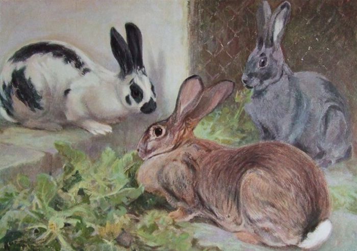 24953080 - Rabbit Art