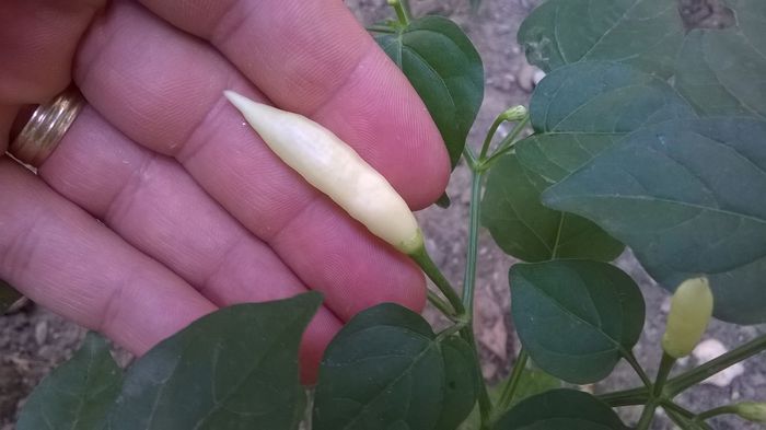 Aji omnicolor