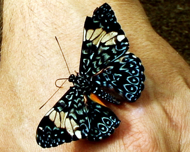 Hamadryas amphinome - Fluturi si insecte