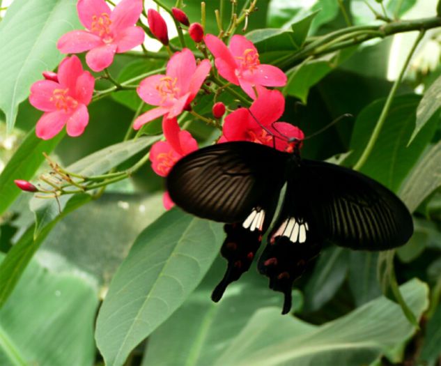  - Fluturi si insecte