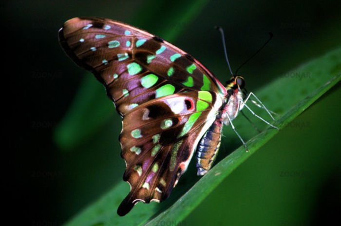 Graphium agamemnon - Fluturi si insecte