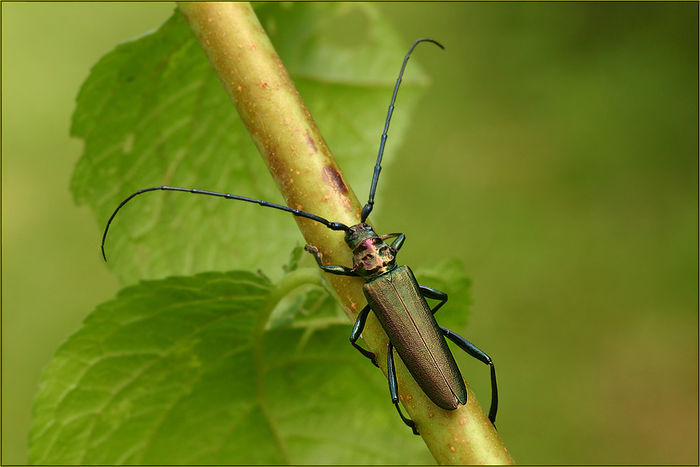  - Fluturi si insecte