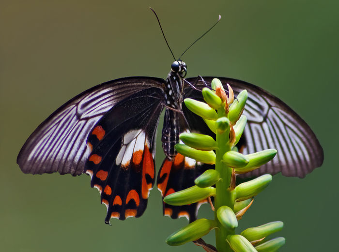  - Fluturi si insecte