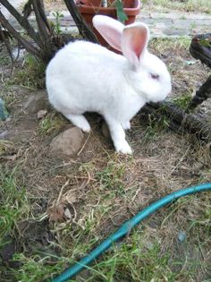 cochin august 2014 1000