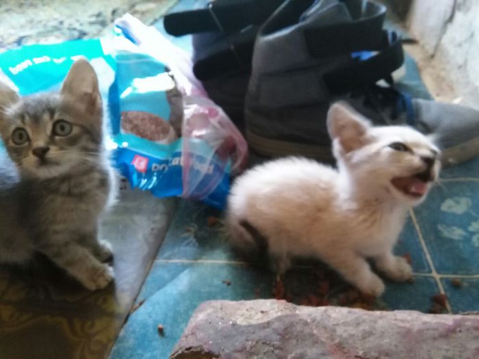 cochin august 2014 491