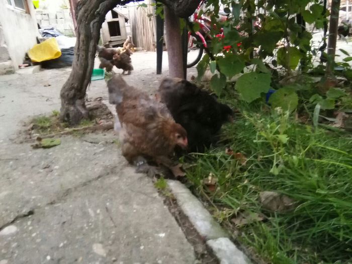 cochin august 2014 684