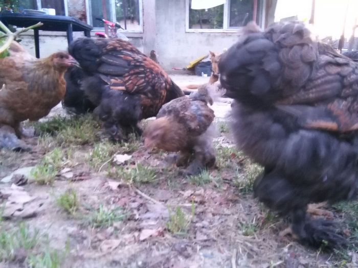 cochin august 2014 686