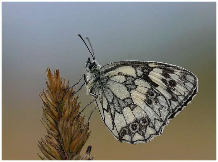  - Fluturi si insecte