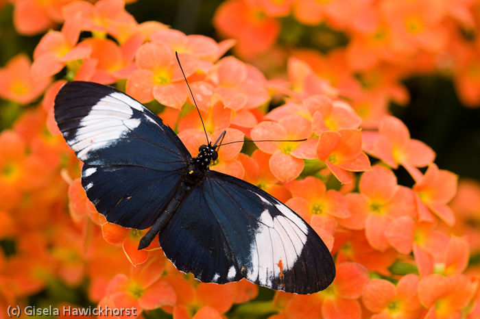  - Fluturi si insecte