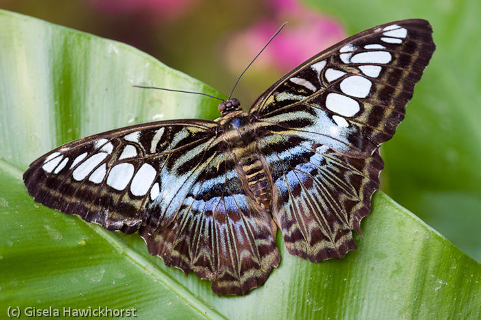 Parthenos sylvia