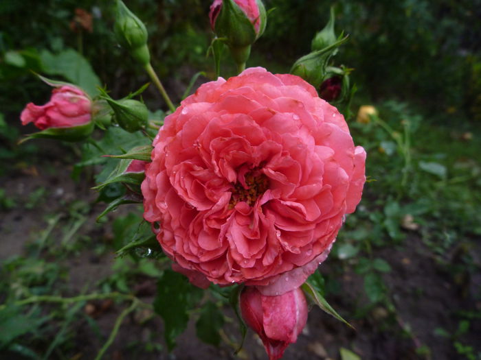 Rosarium Uetersen