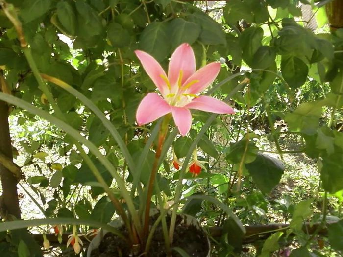  - florile mele