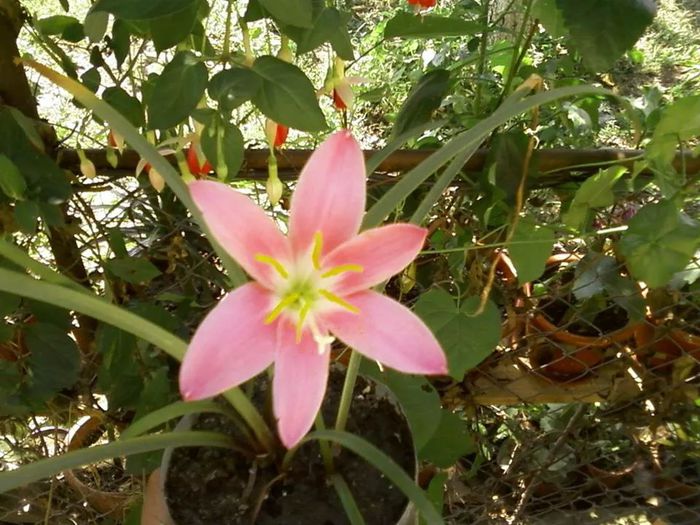  - florile mele