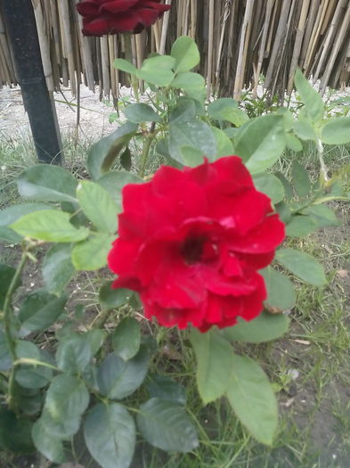 IMG_20140823_122841 - florile mele