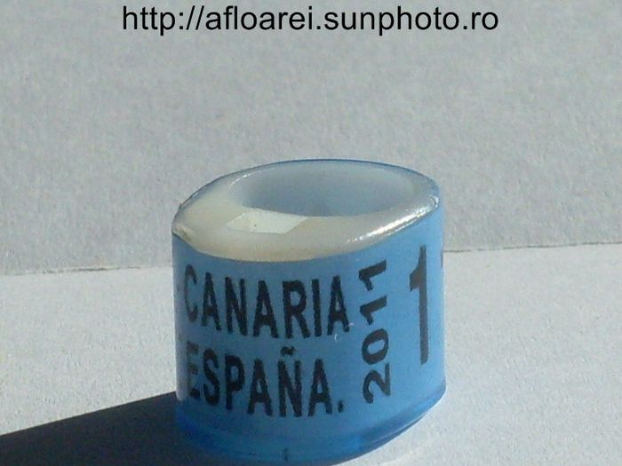 canaria espana 2011 comby