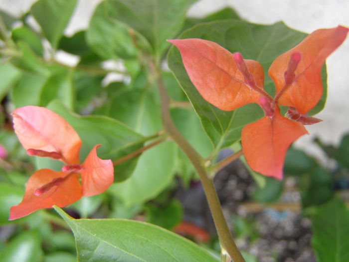 P8230070 - Bougainvillea