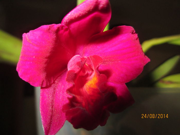 cattleya mov 2014.08.24 4 - catt 2014