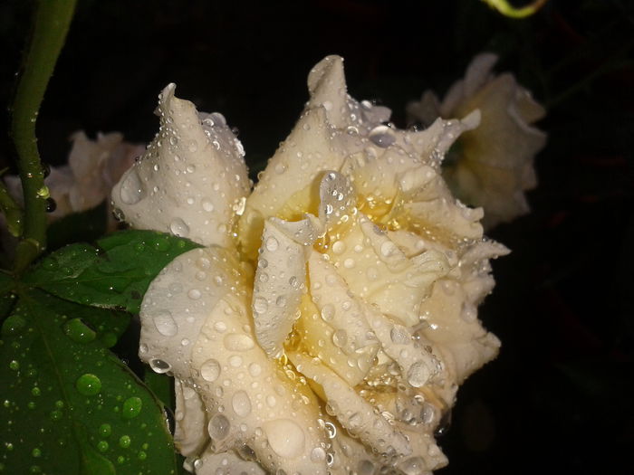 2014-08-24 11.12.28