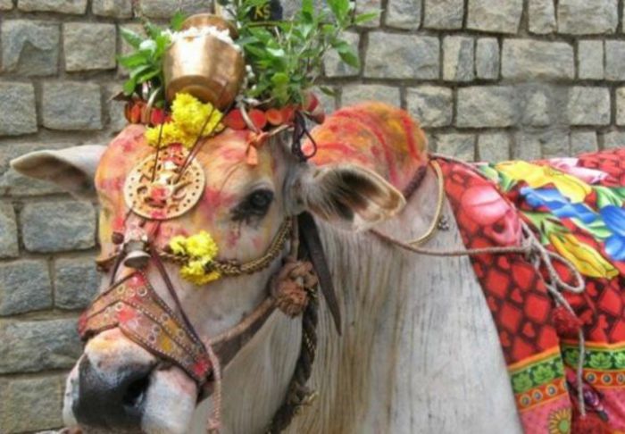  - 51- Sacritatea vacii din India