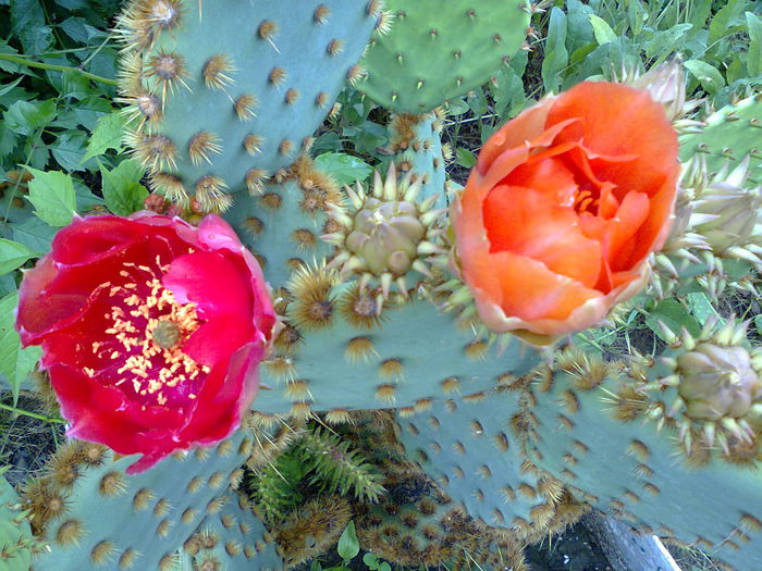 Fotografie0302 - Opuntia aciculata