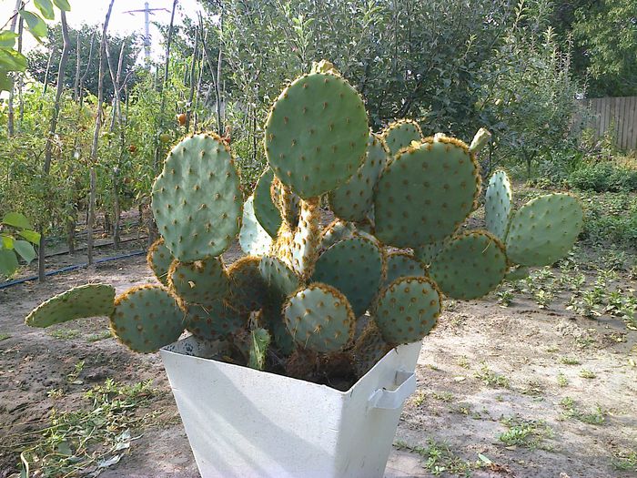 Fotografie0515 - Opuntia aciculata