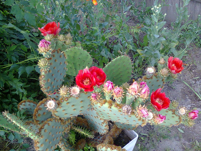 Fotografie0316 - Opuntia aciculata