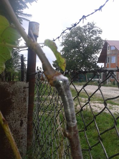 20140824_131058; Evolutie cires altoit in cap sub scoarta.
