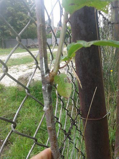 20140824_131040; Evolutie cires altoit in simplificat
