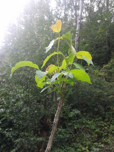 lastarul nuc dupa o luna