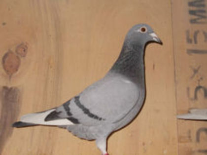 97136403_CIFNBVL - E-Amintiri