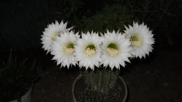 DSCN0800 - Echinopsis