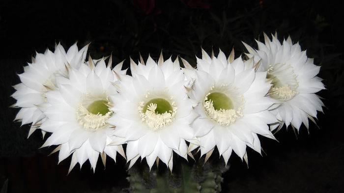 DSCN0807 - Echinopsis