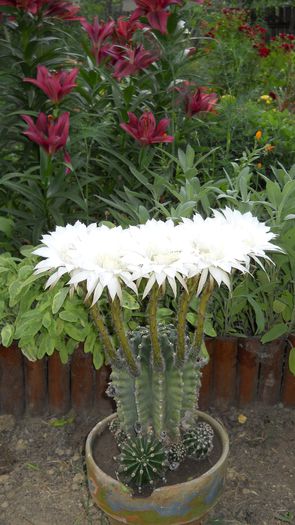 DSCN0809 - Echinopsis