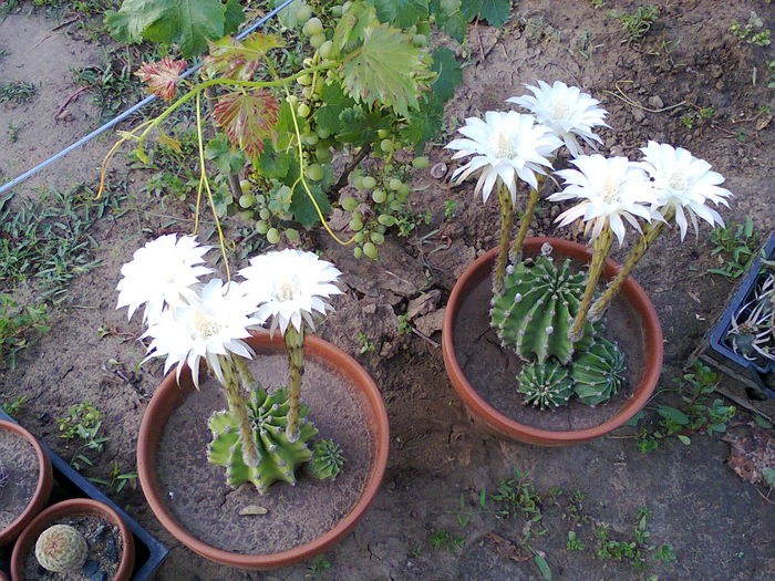 Fotografie0336 - Echinopsis