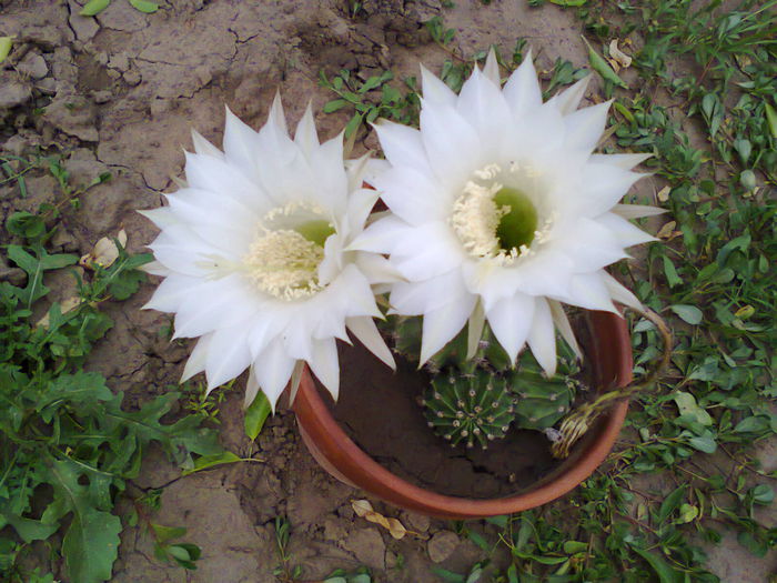 Fotografie0292 - Echinopsis