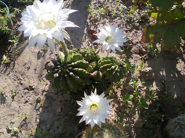 Fotografie0367 - Echinopsis